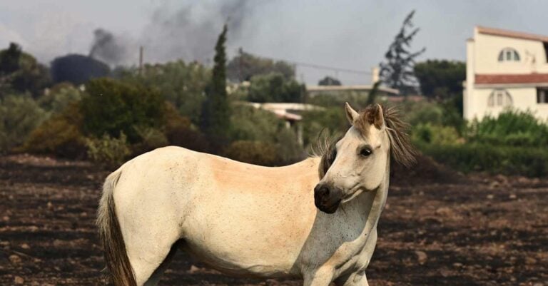 Πανελλήνια οργή για τη φωτιά:: «Εμείς είμαστε τα σκουπίδια, ο φόβος στα μάτια των αλόγων»