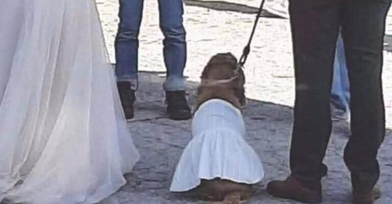 Πήλιο: Σκύλος έγινε παρανυφάκι σε γάμο με το δικό του λευκό φόρεμα και μαγνήτισε τα βλέμματα