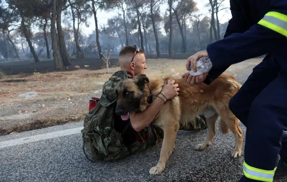 pirosvestis skylos stratiotis.jpg