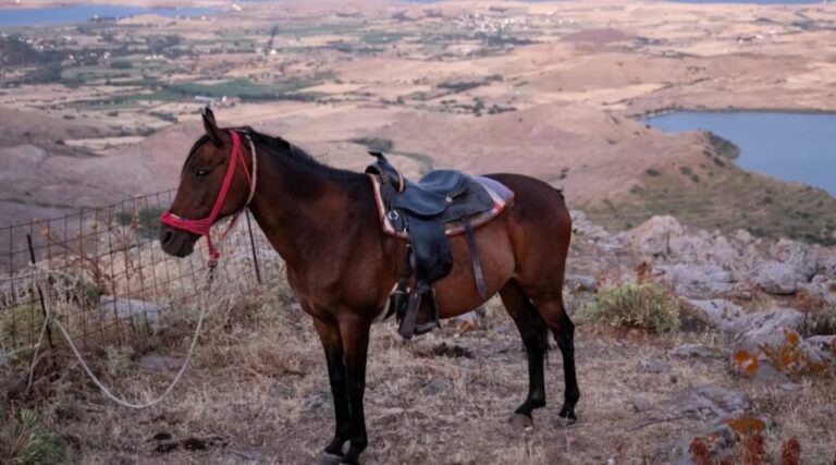 Πολύγυρος: Δικογραφία σε βάρος ιδιοκτήτη αλόγου – Το άφησε δεμένο κάτω από τον ήλιο