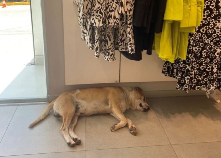 Βέροια: Το κατάστημα H&M αφήνει έναν αδέσποτο σκυλάκο να δροσίζεται μέσα
