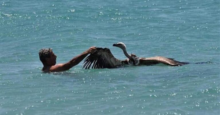 Σητεία: Άνδρας έσωσε γύπα από πνιγμό και τον «βάφτισε» Μαθιό