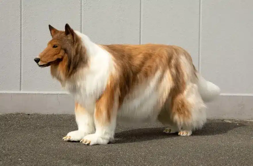 Ιάπωνας που ξόδεψε χιλιάδες ευρώ για να «μεταμορφωθεί» σε σκύλο έκανε την πρώτη του δημόσια εμφάνιση 1 skili 1