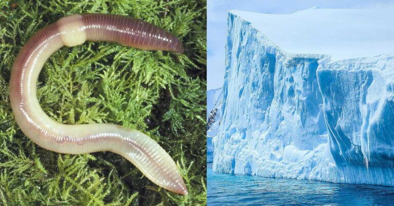 Σκουλήκια από την Εποχή των Παγετώνων ζωντάνεψαν μετά από 46.000 χρόνια