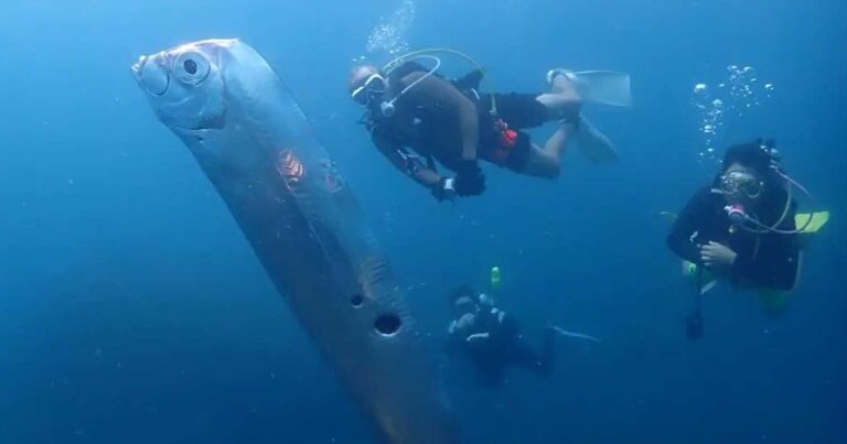 Ταϊβάν: Το ψάρι κουπί που συνάντησαν δύτες στον βυθό – Θεωρίες πώς είναι προάγγελος σεισμού