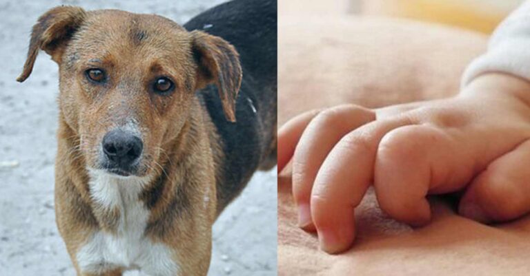 Τετράποδος ήρωας: Αδέσποτος σκύλος έσωσε βρέφος που το πέταξαν μέσα σε κάδο σκουπιδιών