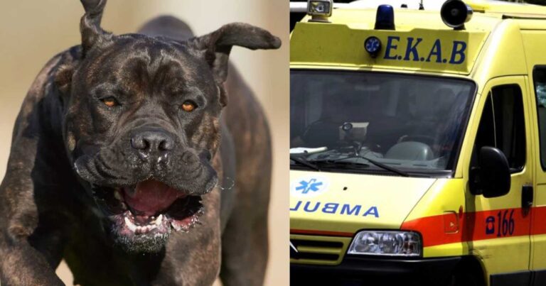 Νοσηλεύεται με 55 ράμματα: 62χρονος δέχτηκε σφοδρή επίθεση από σκύλο