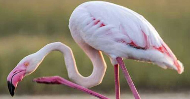 Θλιβερές εικόνες στο Μεσολόγγι: Δεκάδες φλαμίνγκο εντοπίστηκαν νεκρά