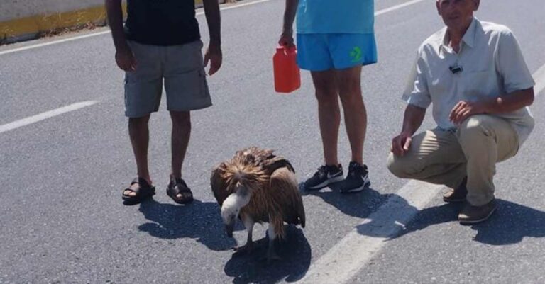 Ηράκλειο: Ο καύσωνας… έριξε στη μέση του δρόμου ημιλιπόθυμο το γυπαετό – Περαστικοί του έδωσαν νερό
