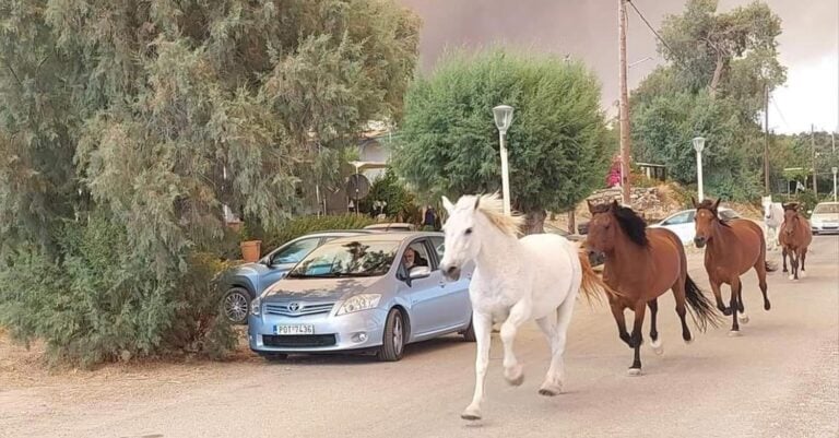 Εικόνες-σοκ στη Ρόδο: Άλογα τρέχουν να σωθούν από την ανεξέλεγκτη φωτιά