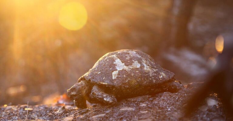 Τα αόρατα θύματα: η χελώνα που δεν μπορούσε να τρέξει για να σωθεί από τη φωτιά