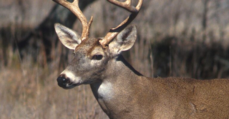 Φωτιά στη Ρόδο: Σπαρακτικά πλάνα με νεκρά ελάφια από τη φωτιά
