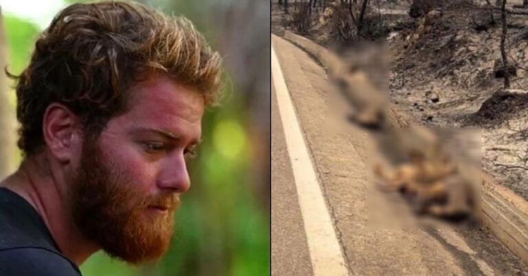 «Τα ελάφια είναι τα μόνα που δεν φταίνε»: Ραγίζει καρδιές η φωτογραφία του Τζέιμς Καφετζή με τα καμένα ελάφια της Ρόδου