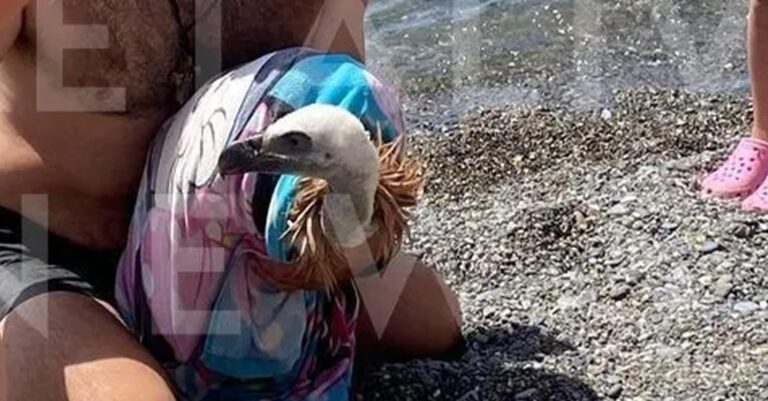 Κρήτη: Λουόμενοι έσωσαν γύπα που «λύγισε» από τον καύσωνα και έπεσε στη θάλασσα Αφού τον φρόντισαν τον άφησαν και πάλι να πετάξει.