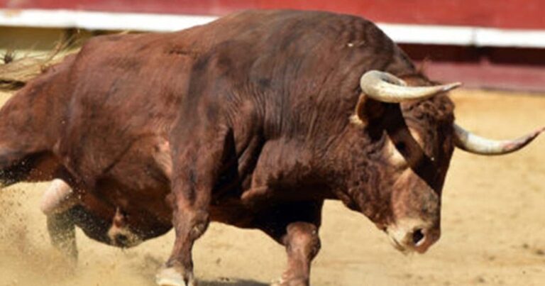 Ισπανία: Άγρια επίθεση ταύρου σε διάσημο ταυρομάχο – Τον κάρφωσε με τα κέρατά του