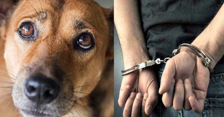 Θεσσαλονίκη: Συνελήφθη 64χρονος που έδεσε σκύλο με ιμάντα σε αγροτικό αυτοκίνητο και τον έσυρε