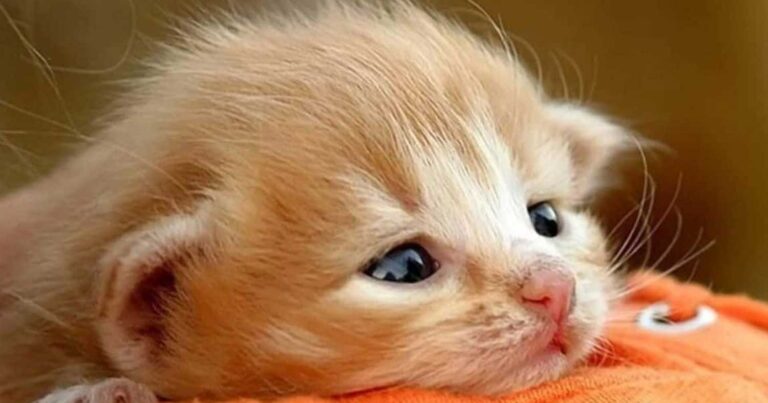 Σοκ για 65χρονη στην Αιδηψό  –  Εγκληματίας δηλητηρίασε τις 8 γάτες της