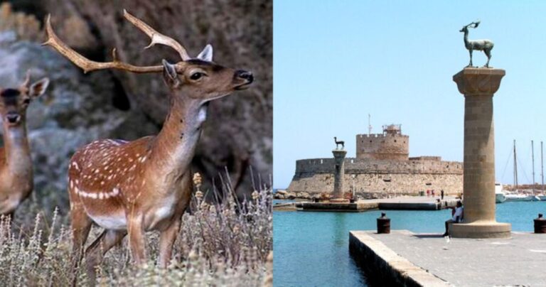 Το πανέμορφο Πλατόνι της Ρόδου: Το ελάφι σύμβολο του νησιού που είναι προστατευόμενο είδος