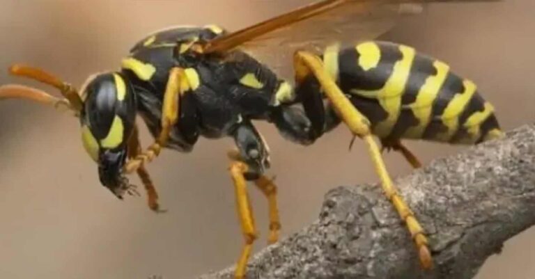 Τραγικές στιγμές για οικογένεια – 4χρονος κατάπιε δύο σφήκες πίνοντας πορτοκαλάδα