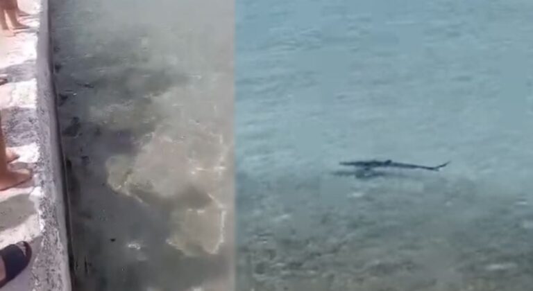 Tα είδαν όλα… λoυόμενοι στη Σαλαμίνα, εμφανίστηκε καρχαρίας