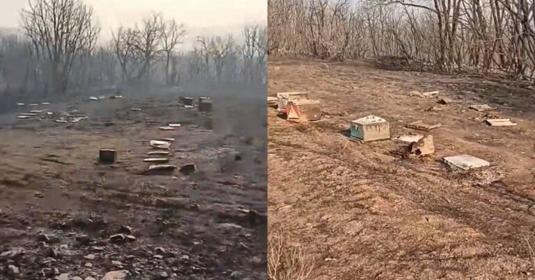 «Ψυχούλες μου, κοριτσάκια μου γλυκά»: Μελισσοκόμος «αποχαιρετά» με λυγμούς τις μέλισσές του που κάηκαν στον Έβρο