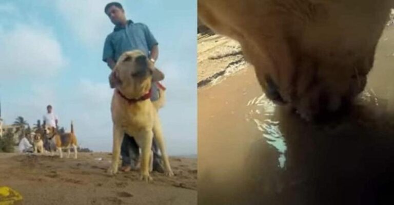 Δάκρυσαν άπαντες: Έβαλαν κρυφή κάμερα σε αδέσποτο σκύλο και ράγισαν καρδιές με αυτό που είδαν