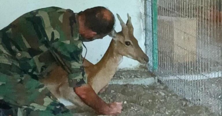 Χειρουργήθηκε με επιτυχία το ελαφάκι που σώθηκε από τη φωτιά στη Ρόδο