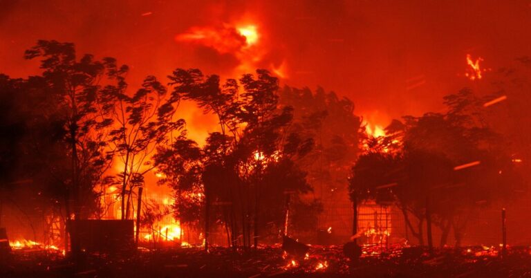Δάσος Δαδιάς: Χρειάζεται 1,5 αιώνα για να αναγεννηθεί