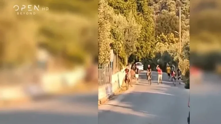 Εικόνες ντροπής στην Λέσβο: Παιδιά κακοποιoύν γαίδουράκια για… να παίξουν «γαϊδουροδρομίες»