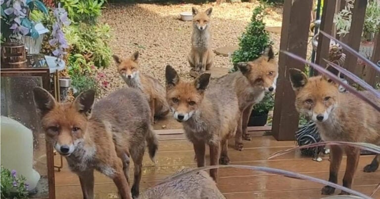 Γυναίκα ταΐζει την ίδια οικογένεια αλεπούδων εδώ και 25 χρόνια