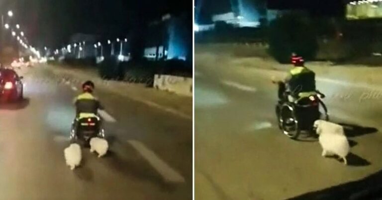 Τροχαίο στη Βάρκιζα: Βίντεο δείχνει τον 40χρονο με αναπηρικό αμαξίδιο και τα δύο σκυλάκια του – Τον σκότωσε 87χρονος οδηγός