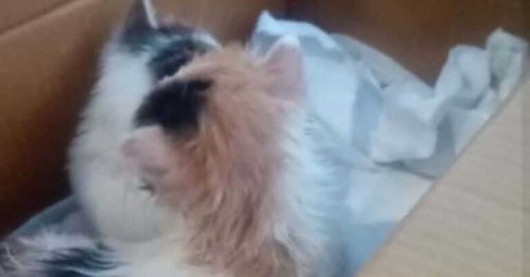 Κτηνωδiα στον Βόλο: Έκλεισαν σε κουτi παπουτσιών νεογέννnτα γατάκια και τα πέταξαν σε κάδο απορριμάτων