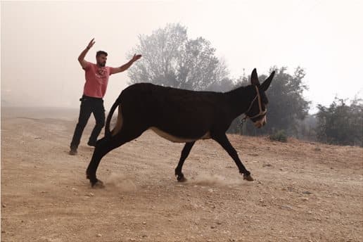 Φωτιά στη Φυλή: Ήρωας κάτοικος έσωσε ζώα από το πύρινο μέτωπο 5 5951257