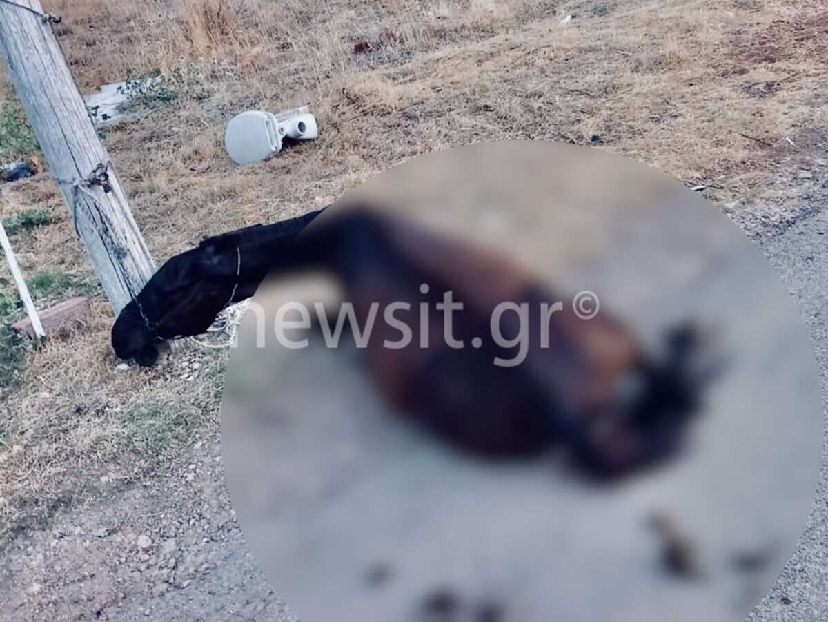 alogo xalkida newsit 1908 1200x901 1