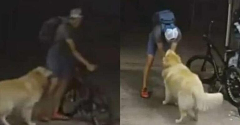 Απίστευτο: Διαρρήκτης σταμάτησε τη ληστεία για να χαϊδέψει το σκυλάκι της οικογένειας