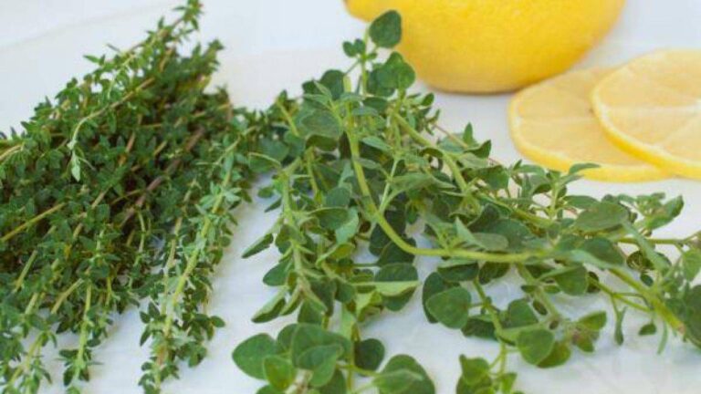 Το ταπεινό μυρωδικό που προστατεύει από υπέρταση και καρκίνο του παχέος εντέρου