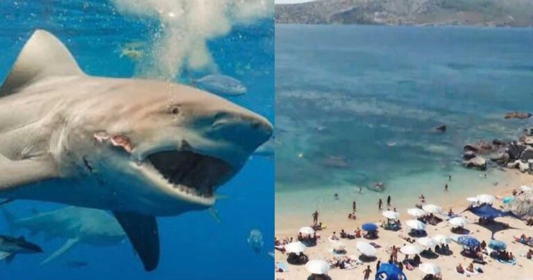 Χαμός σε ελληνική παραλία: Εμφανίστηκε καρχαρίας και έτρεχαν όλοι έξω από τη θάλασσα