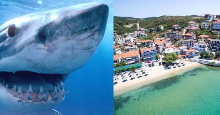 Δεν σταματάνε να εμφανίζονται: Καρχαρίας σκόρπισε φόβο πάλι σε ελληνική θάλασσα