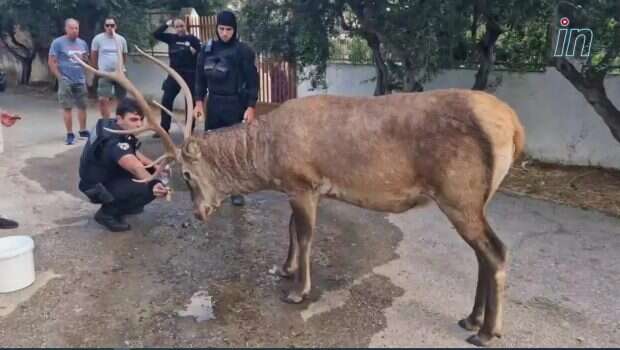 elafi 1 620x350 1 620x350 1