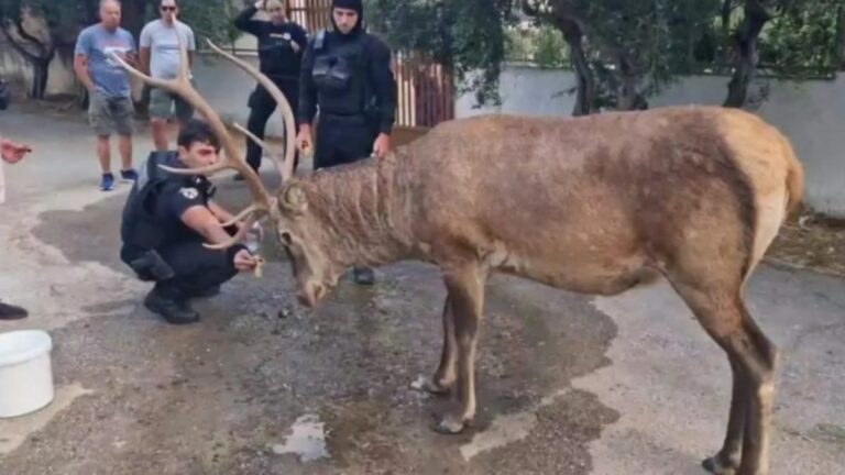 Υπάρχουν άνθρωποι: Κάτοικοι και αστυνομικοί στην Πάρνηθα φρόντισαν ελάφι μετά τη φωτιά