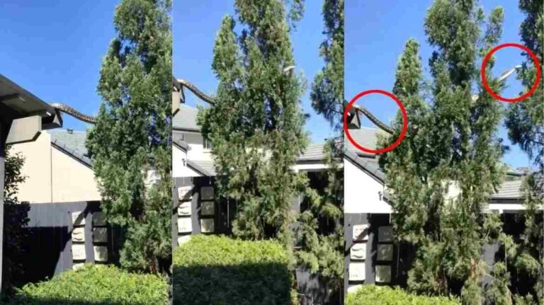 Αυστραλία: Tρoμακτικό βίντεο με πύθωνα 5 μέτρων να κάνει… βόλτα στη στέγη σπιτιού