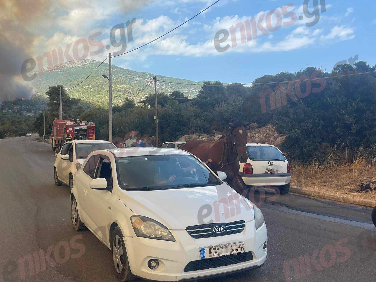 fotia parnitha fili alogo 2 1