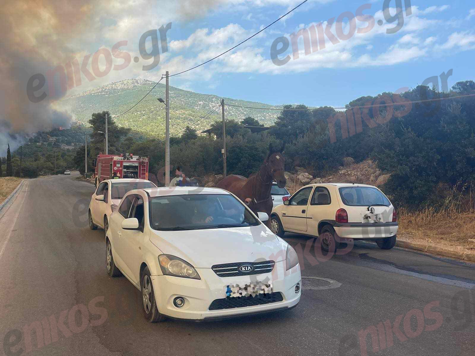 fotia parnitha fili alogo