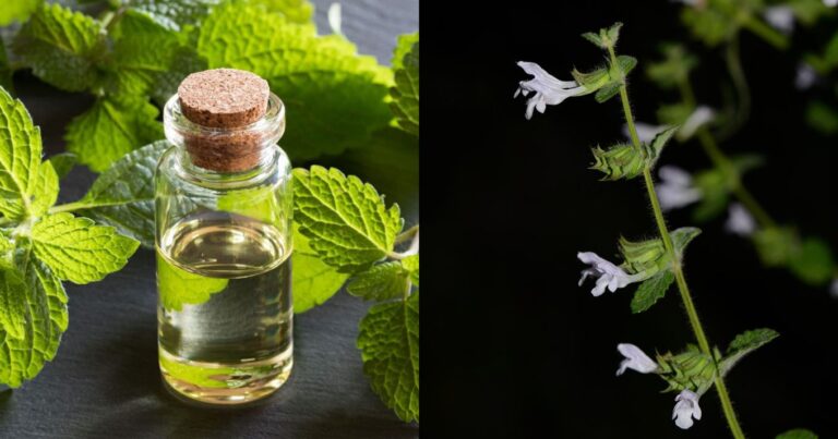 Η φύση έχει τη λύση: Το βότανο που δρα ως φυσικό αγχολυτικό και καταπολεμά το στρες & την αϋπνία