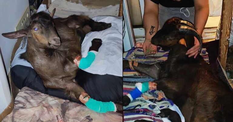 Κρήτη: Οικογένεια στα Χανιά φροντίζει παράλυτο τράγο και ζητά βοήθεια