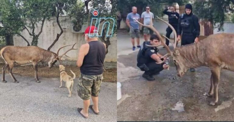 Μαθήματα ανθρωπιάς: Κάτοικοι και αστυνομικοί στην Πάρνηθα φρόντισαν ελάφι μετά τη φωτιά