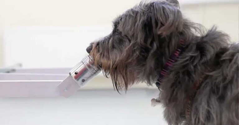 Ο σκύλος μπορεί να νιώσει μέσω της όσφρησης το ανθρώπινο άγχος