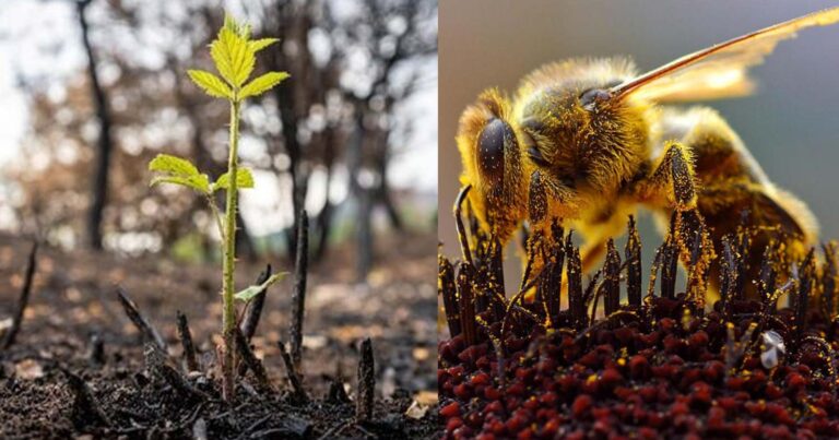 Οι μέλισσες μπορούν να δώσουν ξανά ζωή στην καμένη γη του Έβρου