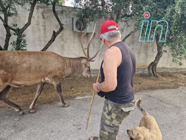 photo 5994319103378177260 y 2 600x450 1 600x450 1