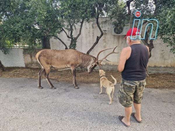 photo 5994319103378177261 y 2 600x450 1 600x450 1